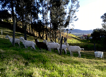 Cabras colombianas